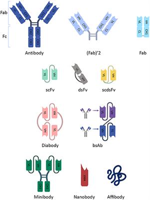 ImmunoPET: Antibody-Based PET Imaging in Solid Tumors